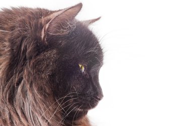 Beyaz arka planda izole edilmiş kahverengi bir kedinin profili