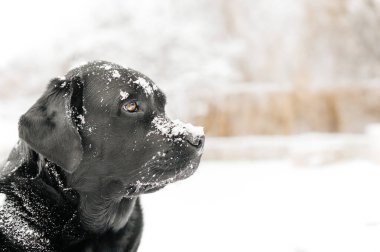Karlı havada Kara Labrador Retriever köpeği