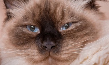 Bej arka planda kedi ağızlığı var. Sibirya kedisi