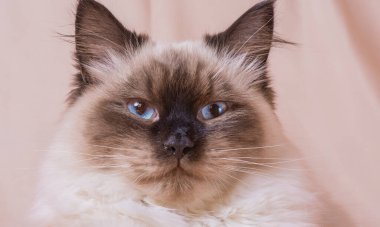 Kedi ırkı Neva Masquerade kahverengi bej rengi. Sibirya kedisi