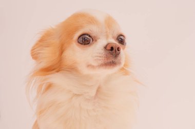 Açık arkaplanda kırmızı renkli Chihuahua köpek kremi. Uzun saçlı bir Chihuahua portresi.