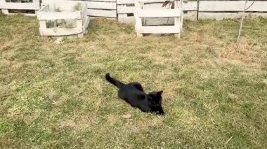 Baharın başında siyah kedi kısa saç çimenlerde yürür. Evcil hayvan, bahçedeki hayvan.