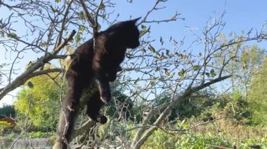 Bahçedeki bir ağaç dalında oturan kara kedi. Pet, kedi dışarıda.