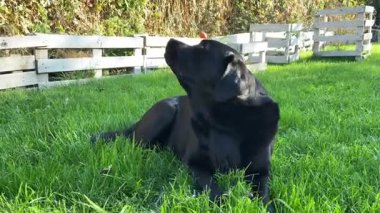 Güneşli bir günde yeşil çimlerde uzanan Kara Labrador Retriever köpeği. Evcil hayvan, köpek dışarıda..
