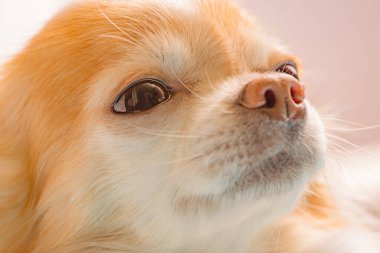 Chihuahua köpek bej arka planda kırmızı renkli makro fotoğraf.