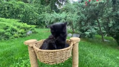 Siyah kedi yavrusu yeşil çimlerin üzerinde, hasır bir kedi yatağında oturuyor. Kedi kendini yıkıyor..
