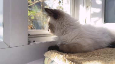 Küçük bej bir kedi yavrusu pencere eşiğine uzanır ve pencereden dışarı bakar.