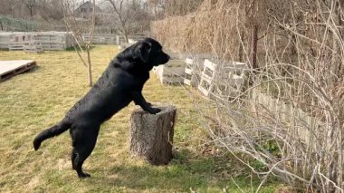 Bahçede siyah bir Labrador Retriever köpeği. Köpek patileri bir kütüğün üzerinde duruyor..