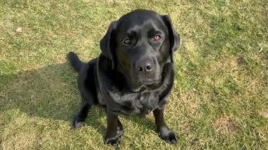 Kara Labrador Retriever köpeği. Evcil köpek yürüyüşe çıkmış..