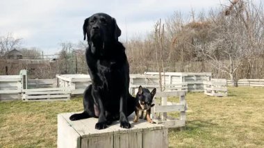 İki köpek, bir Labrador Retriever ve bir Chihuahua, bahçede ahşap bir bankta..