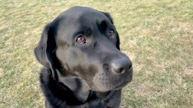 Arka planda siyah Labrador Retriever köpeği. Evcil hayvan, köpek