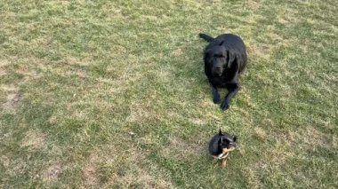 Labrador Retriever ve Chihuahua köpeği çimlerin üzerinde. Evcil hayvanlar, evcil köpekler..