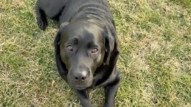 Kara Labrador Retriever köpeği dışarıda. Köpek çimlerin üzerinde yatıyor. Evcil hayvan..