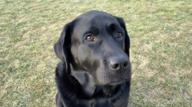 Arka planda siyah Labrador Retriever köpeği. Köpek oturuyordu. Evcil hayvan, köpek