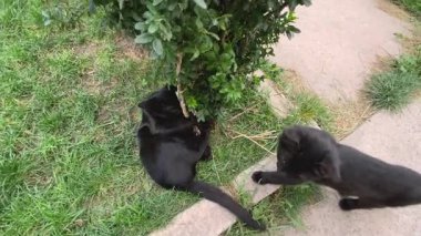 İki siyah kedi bir çalılığın yanında oynuyorlar.