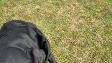 Labrador Retriever baharın başında çimlerin üzerinde. Köpek dışarıda.