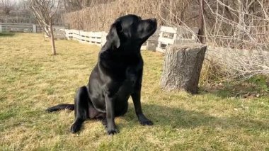 Siyah bir Labrador Retriever köpeği bahçedeki çimlerin üzerinde bir kütüğün yanında oturuyor.