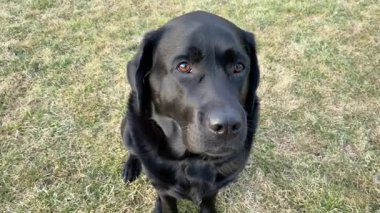 Arka planda siyah Labrador Retriever köpeği. Köpek oturuyordu. Köpek yemek çiğniyor.