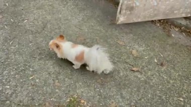 Beyaz ve kırmızı bir Chihuahua ve siyah bir Chihuahua yürüyüşe çıkıyorlar.