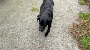 Kara Labrador Retriever köpeği ve bahçede iki Chihuahua köpeği. Evcil hayvanlar yürüyüş yapıyor.