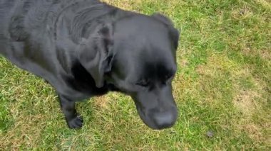 Baharın başında çimlerin üzerinde siyah bir köpek. Labrador Retriever.