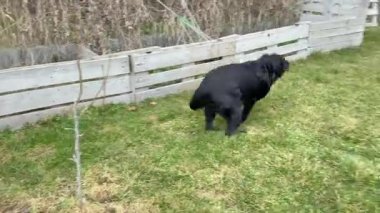 Siyah Labrador Retriever köpeği bahçede koşuyor.