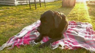 Siyah bir Labrador Retriever köpeği çimlerin üzerindeki pembe kareli battaniyenin üzerinde uzanıyor. Siyah bir kedi geçiyor. Evcil hayvanlar