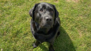 Baharda çimenlerde oturan siyah köpek..