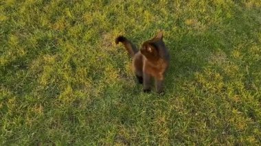 Çimlerin üzerindeki kara kedi. Evcil kedi yürüyüşe çıkmış..
