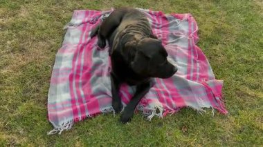 Siyah bir Labrador Retriever köpeği bahçede kareli pembe bir battaniyenin üzerinde yatıyor..