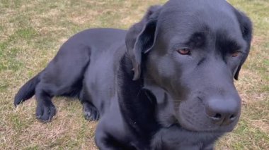 Bir Labrador Retriever köpeği bahar yağmurunda çimlerin üzerinde uzanıyor..