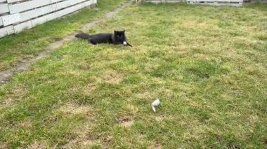 Çimlerin üzerinde kara kedi ve ona yaklaşan bir chihuahua..