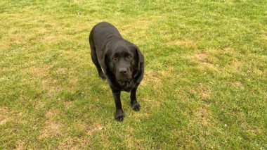 Bahçedeki siyah köpek. Labrador Retriever çimlerin üzerinde duruyor..