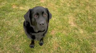 Baharda çimenlerde oturan siyah köpek..