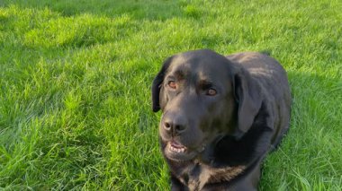 Çimlerin üzerinde bir köpek. Siyah Labrador Retriever