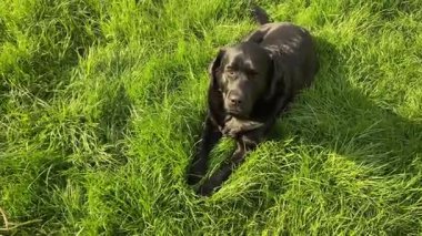 Siyah Labrador Retriever köpeği yeşil çimlerin üzerinde yatıyor.