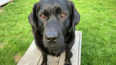 Siyah Labrador Retriever köpeği Bahçedeki ahşap bir bankta.
