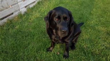 Siyah Labrador Retriever köpeği bahçede yeşil çimlerde oturuyor..