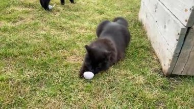 Bahçede iki kedi ve iki chihuahua köpeği..