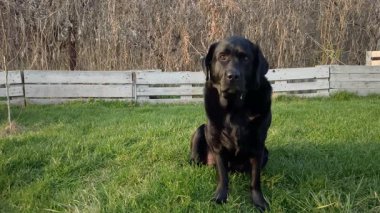 Siyah Labrador Retriever köpeği baharın başında çimlerin üzerinde oturuyor..