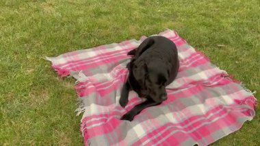Siyah bir Labrador Retriever köpeği baharın başında kareli bir battaniyenin üzerinde çimlerin üzerinde uzanıyor.