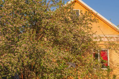 Bir elma ağacı evin arka planında çiçek açıyor.