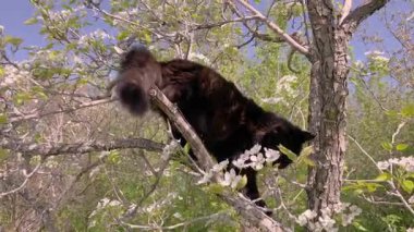Baharda açan ağaçta uzun kürklü siyah bir kedi..