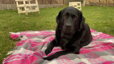 Köpek bahçedeki çimlerin üzerinde yatıyor. Labrador Retriever siyahı. Evcil hayvan