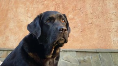 Siyah Labrador Retriever köpeği bej bir evin arka planında.