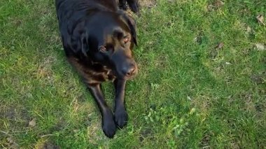 Kara Labrador Retriever köpeği çimlerin üzerinde yatıyor. Evcil, siyah köpek..