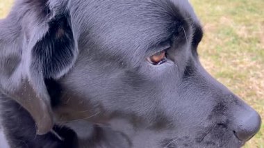 Labrador Retriever köpek gözleri doğaya yakın..