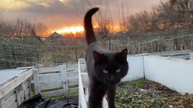 Yeşil gözlü siyah bir kedi çit boyunca yürüyor..