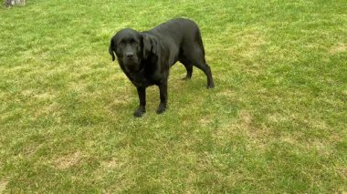 Siyah bir Labrador Retriever köpeği duruyor ve havlıyor..