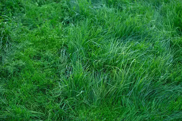 Arka plan olarak yeşil çimen. Çimler kısmen biçilmiş.